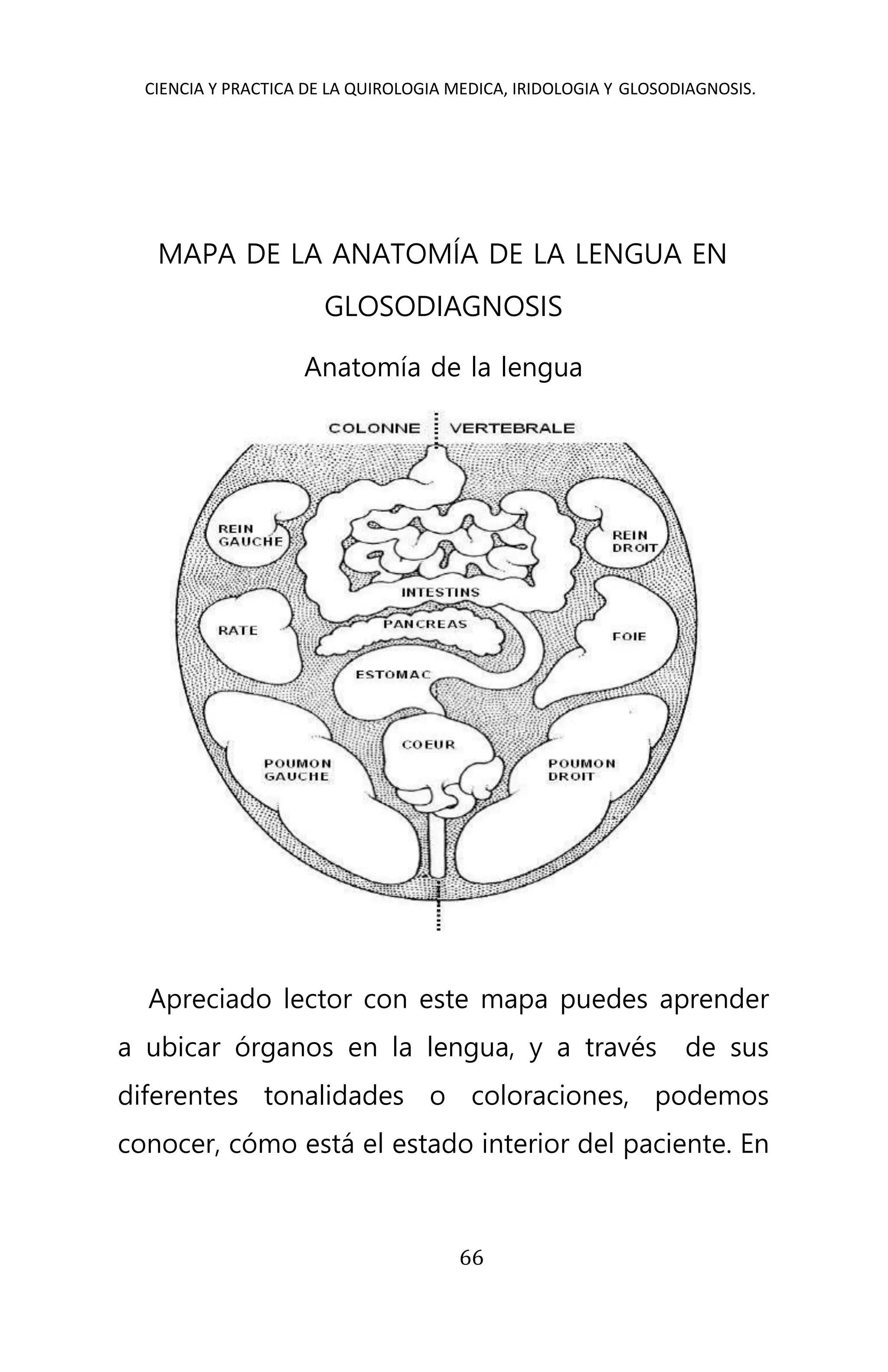 CIENCIA Y PRACTICA DE LA QUIROLOGIA MEDICA, IRIDOLOGIA Y GLOSODIAGNOSIS.
66
MAPA DE LA ANATOMÍA DE LA LENGUA EN
GLOSODIAGNOSIS
Anatomía de la lengua
Apreciado lector con este mapa puedes aprender
a ubicar órganos en la lengua, y a través de sus
diferentes tonalidades o coloraciones, podemos
conocer, cómo está el estado interior del paciente. En
 