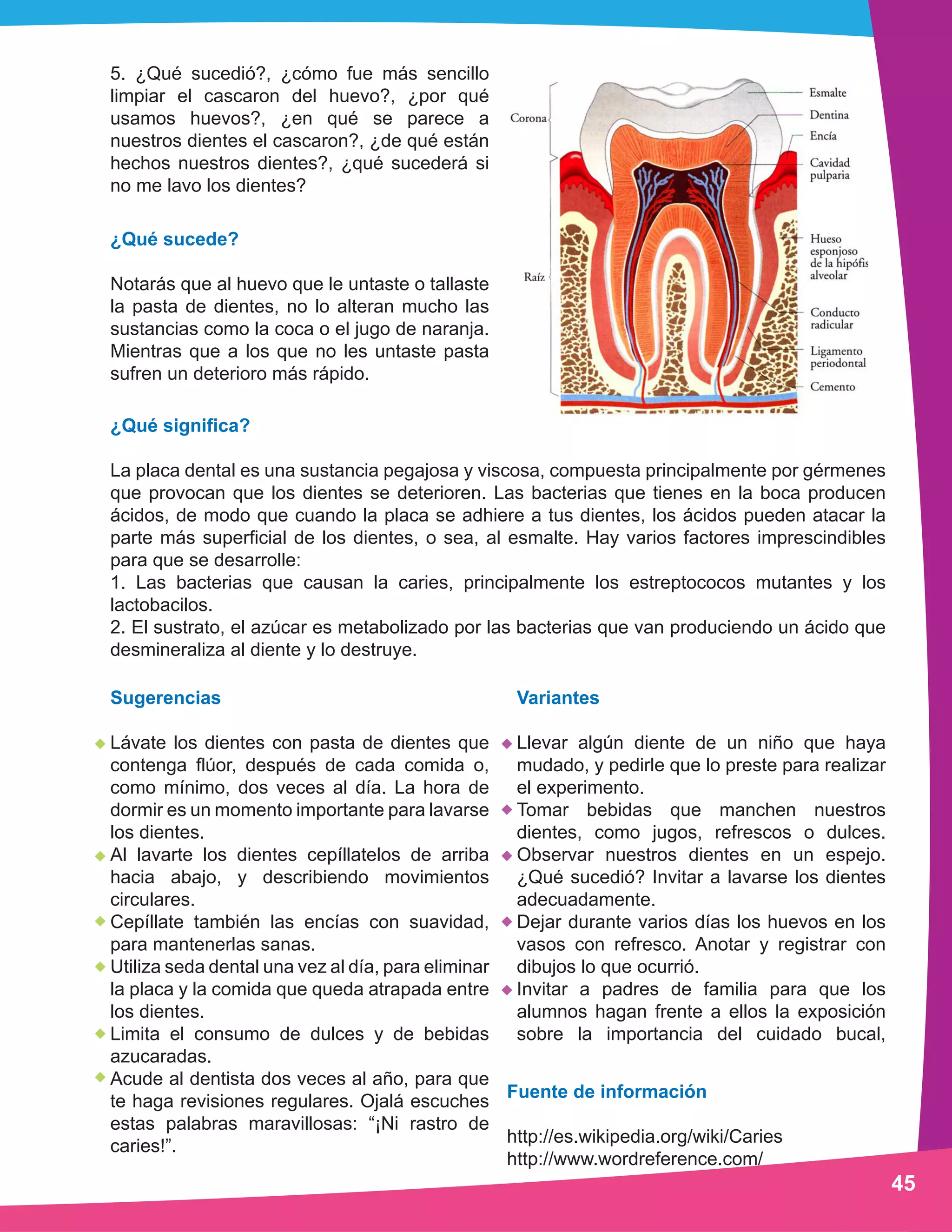 ¿Qué sucede? 
Notarás que al huevo que le untaste o tallaste 
la pasta de dientes, no lo alteran mucho las 
sustancias como la coca o el jugo de naranja. 
Mientras que a los que no les untaste pasta 
sufren un deterioro más rápido. 
Variantes 
Llevar algún diente de un niño que haya 
mudado, y pedirle que lo preste para realizar 
el experimento. 
Tomar bebidas que manchen nuestros 
dientes, como jugos, refrescos o dulces. 
Observar nuestros dientes en un espejo. 
¿Qué sucedió? Invitar a lavarse los dientes 
adecuadamente. 
Dejar durante varios días los huevos en los 
vasos con refresco. Anotar y registrar con 
dibujos lo que ocurrió. 
Invitar a padres de familia para que los 
alumnos hagan frente a ellos la exposición 
sobre la importancia del cuidado bucal, 
Sugerencias 
Lávate los dientes con pasta de dientes que 
contenga flúor, después de cada comida o, 
como mínimo, dos veces al día. La hora de 
dormir es un momento importante para lavarse 
los dientes. 
Al lavarte los dientes cepíllatelos de arriba 
hacia abajo, y describiendo movimientos 
circulares. 
Cepíllate también las encías con suavidad, 
para mantenerlas sanas. 
Utiliza seda dental una vez al día, para eliminar 
la placa y la comida que queda atrapada entre 
los dientes. 
Limita el consumo de dulces y de bebidas 
azucaradas. 
Acude al dentista dos veces al año, para que 
te haga revisiones regulares. Ojalá escuches 
estas palabras maravillosas: “¡Ni rastro de 
caries!”. 
Fuente de información 
http://es.wikipedia.org/wiki/Caries 
http://www.wordreference.com/ 
5. ¿Qué sucedió?, ¿cómo fue más sencillo 
limpiar el cascaron del huevo?, ¿por qué 
usamos huevos?, ¿en qué se parece a 
nuestros dientes el cascaron?, ¿de qué están 
hechos nuestros dientes?, ¿qué sucederá si 
no me lavo los dientes? 
¿Qué significa? 
La placa dental es una sustancia pegajosa y viscosa, compuesta principalmente por gérmenes 
que provocan que los dientes se deterioren. Las bacterias que tienes en la boca producen 
ácidos, de modo que cuando la placa se adhiere a tus dientes, los ácidos pueden atacar la 
parte más superficial de los dientes, o sea, al esmalte. Hay varios factores imprescindibles 
para que se desarrolle: 
1. Las bacterias que causan la caries, principalmente los estreptococos mutantes y los 
lactobacilos. 
2. El sustrato, el azúcar es metabolizado por las bacterias que van produciendo un ácido que 
desmineraliza al diente y lo destruye. 
45 
 