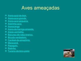 Aves ameaçadas Arara-azul-de-lear   Arara-azul-grande   Arara-azul-pequena   Ararinha-azul   Araracanga Arara-de-barriga-amarela   Arara-vermelha   Bacurau-de-rabo-branco   Bicudo-verdadeiro   Cardeal-da-amazônia   Maracanã   Papagaio   Rolinha   Tucano-de-bico-preto   