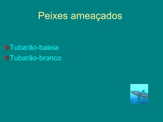 Peixes ameaçados  Tubarão-baleia   Tubarão-branco   