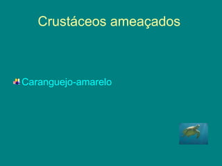 Crustáceos ameaçados  Caranguejo-amarelo   