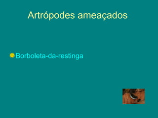 Artrópodes ameaçados  Borboleta-da-restinga   