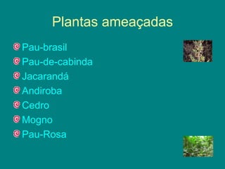Plantas ameaçadas Pau-brasil   Pau-de-cabinda   Jacarandá   Andiroba   Cedro   Mogno   Pau-Rosa   
