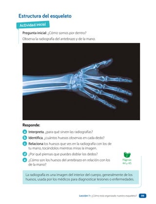 Estructura del esqueleto
Pregunta inicial: ¿Cómo somos por dentro?
Observa la radiografía del antebrazo y de la mano.
Responde:
a Interpreta, ¿para qué sirven las radiografías?
b Identifica, ¿cuántos huesos observas en cada dedo?
c Relaciona los huesos que ves en la radiografía con los de
tu mano, tocándolos mientras miras la imagen.
d ¿Por qué piensas que puedes doblar los dedos?
e ¿Cómo son los huesos del antebrazo en relación con los
de la mano?
La radiografía es una imagen del interior del cuerpo, generalmente de los
huesos, usada por los médicos para diagnosticar lesiones o enfermedades.
Actividad inicial
Páginas
44 y 45
Lección 1 • ¿Cómo está organizado nuestro esqueleto? 99
 