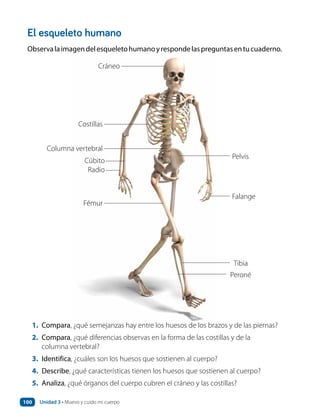 El esqueleto humano
Observalaimagendelesqueletohumanoyrespondelaspreguntasentucuaderno.
Cráneo
Costillas
Fémur
Tibia
Peroné
Pelvis
Falange
Columna vertebral
Cúbito
Radio
1. Compara, ¿qué semejanzas hay entre los huesos de los brazos y de las piernas?
2. Compara, ¿qué diferencias observas en la forma de las costillas y de la
columna vertebral?
3. Identifica, ¿cuáles son los huesos que sostienen al cuerpo?
4. Describe, ¿qué características tienen los huesos que sostienen al cuerpo?
5. Analiza, ¿qué órganos del cuerpo cubren el cráneo y las costillas?
Unidad 3 • Muevo y cuido mi cuerpo
100
 