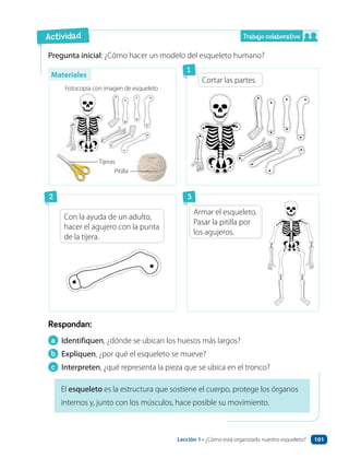 Trabajo colaborativo
Respondan:
Pregunta inicial: ¿Cómo hacer un modelo del esqueleto humano?
El esqueleto es la estructura que sostiene el cuerpo, protege los órganos
internos y, junto con los músculos, hace posible su movimiento.
a Identifiquen, ¿dónde se ubican los huesos más largos?
b Expliquen, ¿por qué el esqueleto se mueve?
c Interpreten, ¿qué representa la pieza que se ubica en el tronco?
Actividad
2
1
3
Tijeras
Pitilla
Fotocopia con imagen de esqueleto
Cortar las partes.
Armar el esqueleto.
Pasar la pitilla por
los agujeros.
Materiales
Con la ayuda de un adulto,
hacer el agujero con la punta
de la tijera.
Lección 1 • ¿Cómo está organizado nuestro esqueleto? 101
 