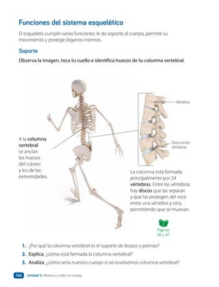 Funciones del sistema esquelético
El esqueleto cumple varias funciones: le da soporte al cuerpo, permite su
movimiento y protege órganos internos.
Soporte
Observa la imagen, toca tu cuello e identifica huesos de tu columna vertebral.
1. ¿Por qué la columna vertebral es el soporte de brazos y piernas?
2. Explica, ¿cómo está formada la columna vertebral?
3. Analiza, ¿cómo sería nuestro cuerpo si no tuviésemos columna vertebral?
A la columna
vertebral
se anclan
los huesos
del cráneo
y los de las
extremidades.
La columna está formada
principalmente por 24
vértebras. Entre las vértebras
hay discos que las separan
y que las protegen del roce
entre una vértebra y otra,
permitiendo que se muevan.
Vértebra
Disco entre
vértebras
Páginas
46 y 47
Unidad 3 • Muevo y cuido mi cuerpo
102
 