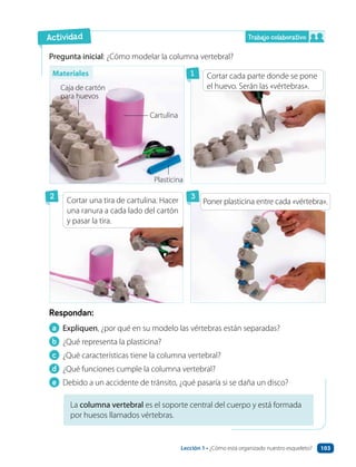Trabajo colaborativo
Pregunta inicial: ¿Cómo modelar la columna vertebral?
Cartulina
Plasticina
Caja de cartón
para huevos
La columna vertebral es el soporte central del cuerpo y está formada
por huesos llamados vértebras.
a Expliquen, ¿por qué en su modelo las vértebras están separadas?
b ¿Qué representa la plasticina?
c ¿Qué características tiene la columna vertebral?
d ¿Qué funciones cumple la columna vertebral?
e Debido a un accidente de tránsito, ¿qué pasaría si se daña un disco?
Respondan:
Actividad
2
1
3
Cortar cada parte donde se pone
el huevo. Serán las «vértebras».
Poner plasticina entre cada «vértebra».
Cortar una tira de cartulina. Hacer
una ranura a cada lado del cartón
y pasar la tira.
Materiales
Lección 1 • ¿Cómo está organizado nuestro esqueleto? 103
 
