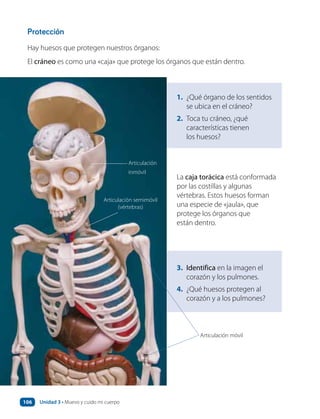 Protección
Hay huesos que protegen nuestros órganos:
El cráneo es como una «caja» que protege los órganos que están dentro.
La caja torácica está conformada
por las costillas y algunas
vértebras. Estos huesos forman
una especie de «jaula», que
protege los órganos que
están dentro.
3. Identifica en la imagen el
corazón y los pulmones.
4. ¿Qué huesos protegen al
corazón y a los pulmones?
1. ¿Qué órgano de los sentidos
se ubica en el cráneo?
2. Toca tu cráneo, ¿qué
características tienen
los huesos?
Articulación
inmóvil
Articulación semimóvil
(vértebras)
Articulación móvill
Unidad 3 • Muevo y cuido mi cuerpo
106
 