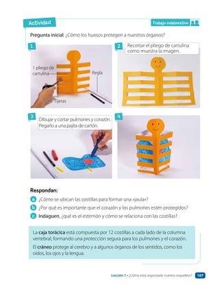 Trabajo colaborativo
Pregunta inicial: ¿Cómo los huesos protegen a nuestros órganos?
a ¿Cómo se ubican las costillas para formar una «jaula»?
b ¿Por qué es importante que el corazón y los pulmones estén protegidos?
c Indaguen, ¿qué es el esternón y cómo se relaciona con las costillas?
Respondan:
La caja torácica está compuesta por 12 costillas a cada lado de la columna
vertebral, formando una protección segura para los pulmones y el corazón.
El cráneo protege al cerebro y a algunos órganos de los sentidos, como los
oídos, los ojos y la lengua.
Actividad
3
2
1
4
Regla
Dibujar y cortar pulmones y corazón.
Pegarlo a una pajita de cartón.
1 pliego de
cartulina
Tijeras
Recortar el pliego de cartulina
como muestra la imagen.
Lección 1 • ¿Cómo está organizado nuestro esqueleto? 107
 