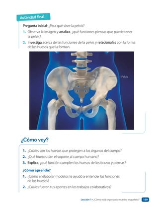 1. ¿Cuáles son los huesos que protegen a los órganos del cuerpo?
2. ¿Qué huesos dan el soporte al cuerpo humano?
3. Explica, ¿qué función cumplen los huesos de los brazos y piernas?
¿Cómo aprendo?
1. ¿Cómo el elaborar modelos te ayudó a entender las funciones
de los huesos?
2. ¿Cuáles fueron tus aportes en los trabajos colaborativos?
Pregunta inicial: ¿Para qué sirve la pelvis?
1. Observa la imagen y analiza, ¿qué funciones piensas que puede tener
la pelvis?
2. Investiga acerca de las funciones de la pelvis y relaciónalas con la forma
de los huesos que la forman.
Actividad final
¿Cómo voy?
Pelvis
Lección 1 • ¿Cómo está organizado nuestro esqueleto? 109
 