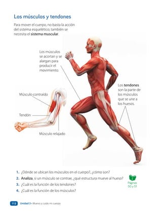 Los músculos y tendones
Para mover el cuerpo, no basta la acción
del sistema esquelético; también se
necesita el sistema muscular.
1. ¿Dónde se ubican los músculos en el cuerpo?, ¿cómo son?
2. Analiza, si un músculo se contrae, ¿qué estructura mueve al hueso?
3. ¿Cuál es la función de los tendones?
4. ¿Cuál es la función de los músculos?
Los tendones
son la parte de
los músculos
que se une a
los huesos.
Los músculos
se acortan y se
alargan para
producir el
movimiento.
Músculo contraído
Tendón
Músculo relajado
Páginas
50 y 51
Unidad 3 • Muevo y cuido mi cuerpo
112
 