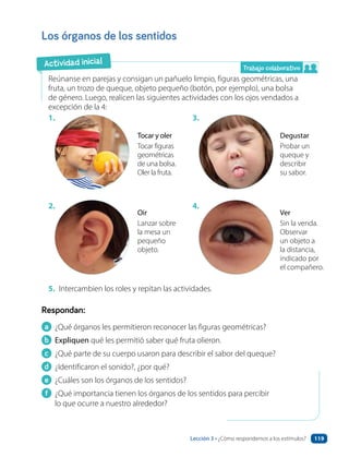 Trabajo colaborativo
Los órganos de los sentidos
Reúnanse en parejas y consigan un pañuelo limpio, figuras geométricas, una
fruta, un trozo de queque, objeto pequeño (botón, por ejemplo), una bolsa
de género. Luego, realicen las siguientes actividades con los ojos vendados a
excepción de la 4:
Respondan:
a ¿Qué órganos les permitieron reconocer las figuras geométricas?
b Expliquen qué les permitió saber qué fruta olieron.
c ¿Qué parte de su cuerpo usaron para describir el sabor del queque?
d ¿Identificaron el sonido?, ¿por qué?
e ¿Cuáles son los órganos de los sentidos?
f ¿Qué importancia tienen los órganos de los sentidos para percibir
lo que ocurre a nuestro alrededor?
5. Intercambien los roles y repitan las actividades.
1. 3.
2. 4.
Tocar y oler
Tocar figuras
geométricas
de una bolsa.
Oler la fruta.
Degustar
Probar un
queque y
describir
su sabor.
Oir
Lanzar sobre
la mesa un
pequeño
objeto.
Ver
Sin la venda.
Observar
un objeto a
la distancia,
indicado por
el compañero.
Actividad inicial
Lección 3 • ¿Cómo respondemos a los estímulos? 119
 