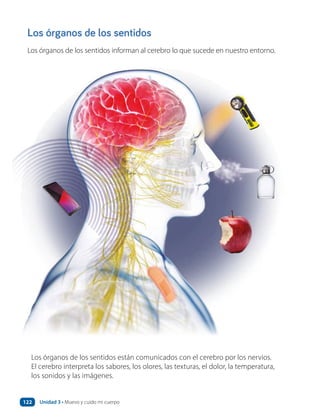 Los órganos de los sentidos
Los órganos de los sentidos informan al cerebro lo que sucede en nuestro entorno.
Los órganos de los sentidos están comunicados con el cerebro por los nervios.
El cerebro interpreta los sabores, los olores, las texturas, el dolor, la temperatura,
los sonidos y las imágenes.
Unidad 3 • Muevo y cuido mi cuerpo
122
 