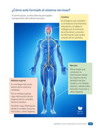 ¿Cómo está formado el sistema nervioso?
A continuación, se describen los principales
componentes del sistema nervioso:
Cerebro
Es el órgano que coordina
y controla los movimientos
voluntarios, el habla, la
inteligencia, la memoria,
las emociones y procesa
la información que recibe
a través de los sentidos.
Médula espinal
Es una larga estructura
dentro de la columna
vertebral.
Por la médula espinal
viaja información de los
órganos de los sentidos
hacia el cerebro.
También viaja información
desde el cerebro hacia los
músculos y otros órganos.
Nervios
Fibras largas que
conducen la
información desde
los órganos de los
sentidos hacia el
cerebro o la médula
espinal, y desde estos
hacia los músculos u
otros órganos.
Páginas
52 y 53
Lección 3 • ¿Cómo respondemos a los estímulos? 123
 