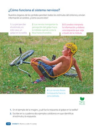 ¿Cómo funciona el sistema nervioso?
Nuestros órganos de los sentidos perciben todos los estímulos del entorno y envían
información al cerebro. ¿Cómo ocurre esto?
1. En el ejemplo de la imagen, ¿cuál fue la respuesta al golpe en la rodilla?
2. Escribe en tu cuaderno dos ejemplos cotidianos en que identificas
el estímulo y la respuesta.
3. El cerebro interpreta
la información y elabora
una respuesta que viaja
a través de la médula.
2. Los nervios transportan la
percepción del golpe hacia
la médula espinal y esta la
lleva hasta el cerebro.
1. La piel percibe
el estímulo, en
este caso, un
golpe en la rodilla.
4. Los nervios llevan
la respuesta hacia la
zona dañada.
Páginas
54 y 55
Unidad 3 • Muevo y cuido mi cuerpo
124
 