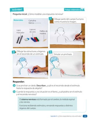 Trabajo colaborativo
Pregunta inicial: ¿Cómo modelar una respuesta nerviosa?
a Si se pinchan un dedo. Describan, ¿cuál es el recorrido desde el estímulo
hasta la respuesta de alejarlo?
b Cuando la respuesta a una situación es el llanto, ¿cuál podría ser el estímulo
y el recorrido nervioso?
Respondan:
El sistema nervioso está formado por el cerebro, la médula espinal
y los nervios.
Funciona recibiendo estímulos y enviando respuestas a distintos
órganos del cuerpo.
Cartulina
blanca
Lápices
de cera Palillos de
madera
Lápiz
marcador
Actividad
2
1
3
Dibujar parte del cuerpo humano
como muestra la imagen.
Simular un pinchazo.
Materiales
Dibujar las estructuras y órganos
en el recorrido de un estímulo.
Lección 3 • ¿Cómo respondemos a los estímulos? 125
 