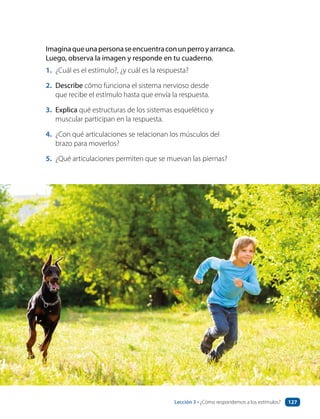 Imaginaqueunapersonaseencuentraconunperroyarranca.
Luego, observa la imagen y responde en tu cuaderno.
1. ¿Cuál es el estímulo?, ¿y cuál es la respuesta?
2. Describe cómo funciona el sistema nervioso desde
que recibe el estímulo hasta que envía la respuesta.
3. Explica qué estructuras de los sistemas esquelético y
muscular participan en la respuesta.
4. ¿Con qué articulaciones se relacionan los músculos del
brazo para moverlos?
5. ¿Qué articulaciones permiten que se muevan las piernas?
Lección 3 • ¿Cómo respondemos a los estímulos? 127
 