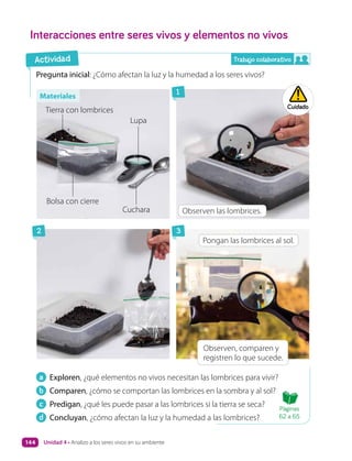 Trabajo colaborativo
a Exploren, ¿qué elementos no vivos necesitan las lombrices para vivir?
b Comparen, ¿cómo se comportan las lombrices en la sombra y al sol?
c Predigan, ¿qué les puede pasar a las lombrices si la tierra se seca?
d Concluyan, ¿cómo afectan la luz y la humedad a las lombrices?
Pregunta inicial: ¿Cómo afectan la luz y la humedad a los seres vivos?
Interacciones entre seres vivos y elementos no vivos
Observen, comparen y
registren lo que sucede.
Observen las lombrices.
Pongan las lombrices al sol.
Tierra con lombrices
Bolsa con cierre
Cuchara
Lupa
2
1
3
Cuidado
Actividad
Materiales
Páginas
62 a 65
Unidad 4 • Analizo a los seres vivos en su ambiente
144
 