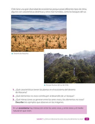 ▲ Desierto de Atacama.
▲ Bosque lluvioso del sur de Chile.
Chile tiene una gran diversidad de ecosistemas porque posee diferentes tipos de clima,
algunos con características desérticas y otros más húmedos, como los bosques del sur.
En un ecosistema hay interacción entre los seres vivos, y entre estos y el medio
natural en que viven.
1. ¿Qué características tienen las plantas en el ecosistema del desierto
de Atacama?
2. ¿Qué elementos no vivos contribuyen al desarrollo de un bosque?
3. ¿Qué interacciones se generan entre los seres vivos y los elementos no vivos?
Describe tres ejemplos que observes en las imágenes.
Lección 1 • ¿Cómo se relacionan los seres vivos y los elementos no vivos? 147
 