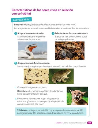 Características de los seres vivos en relación
con su hábitat
Pregunta inicial: ¿Qué tipos de adaptaciones tienen los seres vivos?
Las adaptaciones se relacionan con el hábitat donde se desarrollan los seres vivos.
El hábitat es el lugar o espacio físico que es parte de un ecosistema. Allí,
los organismos están adaptados para desarrollarse, crecer y reproducirse.
1. Observa la imagen de un puma:
Describe en tu cuaderno, qué tipo de adaptación
tiene para alimentarse y por qué.
2. En invierno, algunas aves viajan a lugares más
calurosos. ¿Este sería un ejemplo de adaptación de
comportamiento? ¿Por qué?
Actividad inicial
1 Adaptaciones estructurales
El pico del pelícano le permite
alimentarse de pescados.
3 Adaptaciones de funcionamiento
Los renacuajos respiran por branquias y cuando son adultos por pulmones.
2 Adaptaciones de comportamiento
El erizo de tierra, en invierno, busca
un refugio y duerme.
Lección 2 • ¿Cómo se adaptan los seres vivos? 151
 