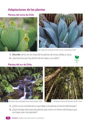 Adaptaciones de las plantas
Plantas del norte de Chile
Plantas del sur de Chile
1. Describe cómo son las hojas de las plantas de zonas cálidas y secas.
2. ¿Qué piensas que hay dentro de las hojas y sus tallos?
1. ¿Cómo es la cantidad de luz que llega a las plantas al interior del bosque?
2. ¿Qué ventajas tiene para las plantas que crecen al interior del bosque que
sus hojas sean más grandes?
▲ Caleta de Chañaral, Punta Choros. Coquimbo, Chile.
▲ Bosque Nacional Queulat. Aysén, Chile.
▲Parque Nacional Radal, Siete Tazas. Maule, Chile.
Página
66
Unidad 4 • Analizo a los seres vivos en su ambiente
152
 
