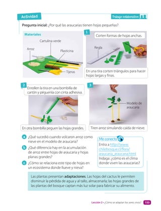 Pregunta inicial: ¿Por qué las araucarias tienen hojas pequeñas?
Me conecto
Entra a http://www.
chilebosque.cl/flora/
araucaria_araucana.html
Indaga: ¿cómo es el clima
donde viven las araucarias?
Las plantas presentan adaptaciones. Las hojas del cactus le permiten
disminuir la pérdida de agua y al tallo, almacenarla; las hojas grandes de
las plantas del bosque captan más luz solar para fabricar su alimento.
a ¿Qué sucedió cuando volcaron arroz como
nieve en el modelo de araucaria?
b ¿Qué diferencia hay en la acumulación
de arroz entre hojas de araucaria y hojas
planas grandes?
c ¿Cómo se relaciona este tipo de hojas en
un ecosistema donde llueve y nieva?
1
3
Trabajo colaborativo
Actividad
Corten formas de hojas anchas.
Cartulina verde
Regla
Modelo de
araucaria
Arroz
Plasticina
Tijeras En una tira corten triángulos para hacer
hojas largas y finas.
Enrollen la tira en una bombilla de
cartón y péguenla con cinta adhesiva.
Tiren arroz simulando caída de nieve.
En otra bombilla peguen las hojas grandes.
2
Materiales
Lección 2 • ¿Cómo se adaptan los seres vivos? 153
 