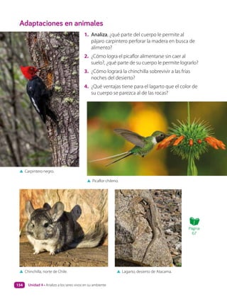 ▲ Carpintero negro.
▲ Chinchilla, norte de Chile.
▲ Picaflor chileno.
▲ Lagarto, desierto de Atacama.
Adaptaciones en animales
1. Analiza, ¿qué parte del cuerpo le permite al
pájaro carpintero perforar la madera en busca de
alimento?
2. ¿Cómo logra el picaflor alimentarse sin caer al
suelo?, ¿qué parte de su cuerpo le permite lograrlo?
3. ¿Cómo logrará la chinchilla sobrevivir a las frías
noches del desierto?
4. ¿Qué ventajas tiene para el lagarto que el color de
su cuerpo se parezca al de las rocas?
Página
67
Unidad 4 • Analizo a los seres vivos en su ambiente
154
 
