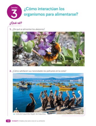2. ¿Cómo satisfacen sus necesidades los pelícanos en la costa?
1. ¿De qué se alimentan los abejorros?
¿Qué sé?
¿Cómo interactúan los
organismos para alimentarse?
3
Lección
Costa de Coquimbo, Región de Coquimbo.
Unidad 4 • Analizo a los seres vivos en su ambiente
158
 