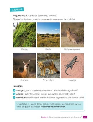 Pregunta inicial: ¿De dónde obtienen su alimento?
Observa los siguientes organismos que pertenecen a un mismo hábitat.
Musgo
Guanaco
Hierba
Zorro culpeo
Liebre patagónica
Lagartija
Responde:
a Averigua, ¿cómo obtienen sus nutrientes cada uno de los organismos?
b Analiza, ¿qué interacciones piensas que pueden ocurrir entre ellos?
c Identifica qué animales se alimentan solo de vegetales y cuáles solo de carne.
El hábitat es el espacio donde conviven diferentes especies de seres vivos,
entre los que se establecen relaciones de alimentación.
Actividad
Lección 3 • ¿Cómo interactúan los organismos para alimentarse? 161
 