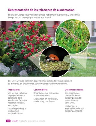 Representación de las relaciones de alimentación
Productores
Son los que elaboran
su propio alimento
por medio de la
fotosíntesis. Para esto
necesitan luz solar,
aire y agua.
Todas las plantas y el
fitoplancton
son productores.
Consumidores
Organismos que consumen
a otros seres vivos.
Se clasifican en herbívoros,
carnívoros y omnívoros.
Descomponedores
Son organismos
que se alimentan
descomponiendo
restos de otros
seres vivos.
Los hongos y
algunas bacterias son
descomponedores.
En el jardín, Jorge observó que en el rosal había muchos pulgones y una chinita.
Luego, vio una lagartija que se acercaba al rosal.
Los seres vivos se clasifican, dependiendo del modo en que obtienen
su alimento, en productores, consumidores y descomponedores.
Unidad 4 • Analizo a los seres vivos en su ambiente
162
 