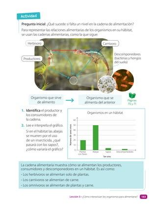 Pregunta inicial: ¿Qué sucede si falta un nivel en la cadena de alimentación?
Para representar las relaciones alimentarias de los organismos en su hábitat,
se usan las cadenas alimentarias, como la que sigue:
Organismo que se
alimenta del anterior
Organismo que sirve
de alimento
La cadena alimentaria muestra cómo se alimentan los productores,
consumidores y descomponedores en un hábitat. Es así como:
- Los herbívoros se alimentan solo de plantas.
- Los carnívoros se alimentan de carne.
- Los omnívoros se alimentan de plantas y carne.
1. Identifica el productor y
los consumidores de
la cadena.
2. Lee e interpreta el gráfico.
Si en el hábitat las abejas
se mueren por el uso
de un insecticida, ¿qué
pasará con los sapos?,
¿cómo variaría el gráfico?
Actividad
Ser vivo
Plantas
con flores
Abejas Sapos Descomponedores
0
50
60
40
30
20
10
Número
de
seres
vivos
Organismos en un hábitat
Descomponedores
(bacterias y hongos
del suelo)
Herbívoro
Productores
Carnívoro
Páginas
70 y 71
Lección 3 • ¿Cómo interactúan los organismos para alimentarse? 163
 