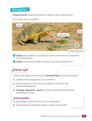 A partir de la cadena alimentaria de la Actividad final, contesta lo siguiente:
1. ¿Cuáles son los productores y consumidores?
2. ¿Por qué todos los seres vivos de la cadena se relacionan con
los descomponedores?
3. Investiga, representa y rotula dos cadenas alimentarias de distintos
ecosistemas de Chile.
¿Cómo aprendo?
1. ¿Qué palabras de esta lección aún no comprendes?
2. ¿Qué harás para comprender mejor lo visto en esta lección?
Pregunta inicial: ¿Qué podría suceder si faltan los descomponedores?
Lee la información y responde.
¿Cómo voy?
Actividad final
1 Explica qué sucedería si un producto químico eliminara a los organismos
descomponedores.
2 Explica, ¿cómo sería posible reemplazar a los descomponedores?
Sapo
Saltamontes
Pasto
Hongos y bacterias
Lección 3 • ¿Cómo interactúan los organismos para alimentarse? 165
 