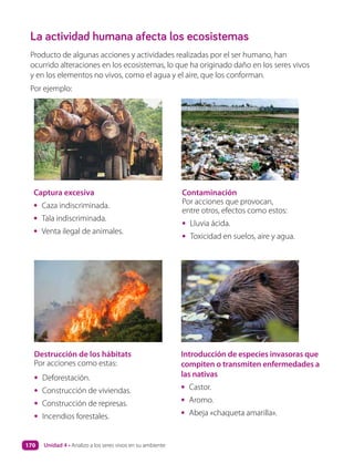 La actividad humana afecta los ecosistemas
Captura excesiva
• Caza indiscriminada.
• Tala indiscriminada.
• Venta ilegal de animales.
Destrucción de los hábitats
Por acciones como estas:
• Deforestación.
• Construcción de viviendas.
• Construcción de represas.
• Incendios forestales.
Introducción de especies invasoras que
compiten o transmiten enfermedades a
las nativas
• Castor.
• Aromo.
• Abeja «chaqueta amarilla».
Contaminación
Por acciones que provocan,
entre otros, efectos como estos:
• Lluvia ácida.
• Toxicidad en suelos, aire y agua.
Producto de algunas acciones y actividades realizadas por el ser humano, han
ocurrido alteraciones en los ecosistemas, lo que ha originado daño en los seres vivos
y en los elementos no vivos, como el agua y el aire, que los conforman.
Por ejemplo:
Unidad 4 • Analizo a los seres vivos en su ambiente
170
 