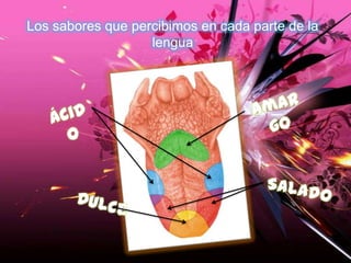 Los sabores que percibimos en cada parte de la
lengua