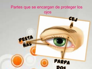 Partes que se encargan de proteger los
ojos