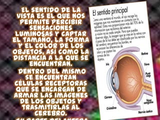 El sentido de la
vista es el que nos
permite percibir
sensaciones
luminosas y captar
el tamaño, la forma
y el color de los
objetos, así como la
distancia a la que se
encuentran.
Dentro del mismo
se encuentran
células receptoras
que se encargan de
armar las imágenes
de los objetos y
trasmitirlas al
cerebro.