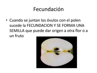 Fecundación
• Cuando se juntan los óvulos con el polen
  sucede la FECUNDACION Y SE FORMA UNA
  SEMILLA que puede dar origen a otra flor o a
  un fruto
 