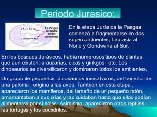 Periodo Jurasico: En los bosques Jurásicos, había numerosos tipos de plantas que aun existen: araucarias, cicas y ginkgos,  etc. Los dinosaurios se diversificaron y dominaron todos los ambientes. Un grupo de pequeños  dinosaurios insectívoros, del tamaño  de una paloma , origino a las aves. También en esta etapa , aparecieron los mamíferos, del tamaño de un pequeño ratón, amamantaban a sus crías y las cuidaban hasta que ellas podían alimentarse por sí solas. Asimismo, aparecieron otros reptiles: las tortugas y los cocodrilos. En la etapa Jurásica la Pangea  comenzó a fragmentarse en dos supercontinentes, Lauracia al Norte y Gondwana al Sur.  