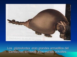 Los  gliptodontes  eran grandes armadillos del Cenozoico, similares a las mulitas actuales. 