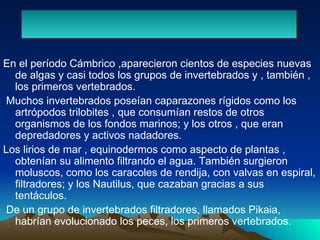 En el período Cámbrico ,aparecieron cientos de especies nuevas de algas y casi todos los grupos de invertebrados y , también , los primeros vertebrados. Muchos invertebrados poseían caparazones rígidos como los artrópodos trilobites , que consumían restos de otros organismos de los fondos marinos; y los otros , que eran depredadores y activos nadadores. Los lirios de mar , equinodermos como aspecto de plantas , obtenían su alimento filtrando el agua. También surgieron moluscos, como los caracoles de rendija, con valvas en espiral, filtradores; y los Nautilus, que cazaban gracias a sus tentáculos. De un grupo de invertebrados filtradores, llamados Pikaia, habrían evolucionado los peces, los primeros vertebrados. 