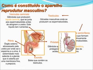 Como é constituído o aparelho
reprodutor masculino?
        Vesículas seminais
                                                   Testículos
       Glândulas que produzem
    líquido seminal, que se junta        Gónadas masculinas onde se
    aos espermatozóides antes           produzem os espermatozóides.
      de atingirem a uretra. Este
        líquido tem nutrientes.

                                                                           Tubos seminíferos
                                                                            Tubos que formam
                                                                              continuamente
       Pénis                                                                espermatozóides.
                                                     Próstata
   Órgão externo
  atravessado pela                                 Glândula que produz líquido prostático,
uretra por onde sai o                               protegendo os espermatozóides da
esperma e a urina. A                                   acidez da uretra e da vagina.
 extremidade mais
 saliente é a glande
  que é coberta por
                                    Escroto
uma membrana fina,           Bolsa que contém os
     o prepúcio.                  testículos.

   Planeta Terra — 9.º ano
 