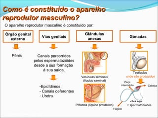 Como é constituído o aparelho
reprodutor masculino?
O aparelho reprodutor masculino é constituído por:

Órgão genital                                      Glândulas
                       Vias genitais                                                Gónadas
  externo                                           anexas



    Pénis           Canais percorridos
                  pelos espermatozóides
                  desde a sua formação
                       à sua saída.
                                                                                      Testículos
                                                Vesículas seminais                onde são produzidos
                                                 (líquido seminal)               Peça
                                                                              intermédia
                      -Epidídimos                                                                 Cabeça

                      - Canais deferentes
                      - Uretra
                                                                                     clica aqui
                                            Próstata (líquido prostático)          Espermatozóides
                                                                        Flagelo
 Planeta Terra — 9.º ano
 