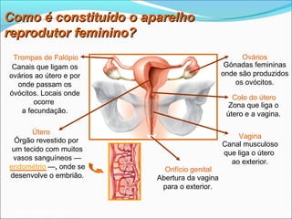 Como é constituído o aparelho
reprodutor feminino?
 Trompas de Falópio                                   Ovários
 Canais que ligam os                             Gónadas femininas
ovários ao útero e por                          onde são produzidos
  onde passam os                                    os ovócitos.
óvócitos. Locais onde
                                                   Colo do útero
       ocorre                                     Zona que liga o
   a fecundação.                                 útero e a vagina.

       Útero
                                                    Vagina
  Órgão revestido por
                                                Canal musculoso
 um tecido com muitos
                                                que liga o útero
 vasos sanguíneos —
                                                  ao exterior.
endométrio —, onde se        Orifício genital
desenvolve o embrião.      Abertura da vagina
                            para o exterior.


 Planeta Terra — 9.º ano
 