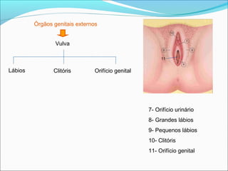 Órgãos genitais externos


                 Vulva

                                                        11


Lábios          Clitóris        Orifício genital




                                                   7- Orifício urinário
                                                   8- Grandes lábios
                                                   9- Pequenos lábios
                                                   10- Clitóris
                                                   11- Orifício genital
 