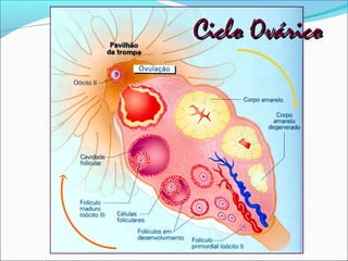 Ciclo Ovárico
 