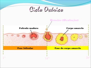Ciclo Ovárico
                              Ovócito (Ovulação)

      Folículo maduro                    Corpo amarelo




     Fase folicular             Fase do corpo amarelo



1º                      14º                              28º
 