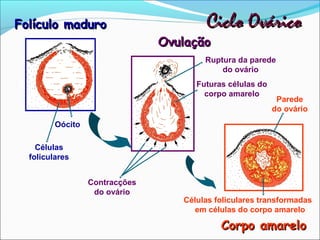 Folículo maduro                         Ciclo Ovárico
                                Ovulação
                                        Ruptura da parede
                                            do ovário
                                      Futuras células do
                                        corpo amarelo
                                                            Parede
                                                           do ovário
         Oócito

    Células
  foliculares


                  Contracções
                   do ovário
                                   Células foliculares transformadas
                                      em células do corpo amarelo

                                            Corpo amarelo
 