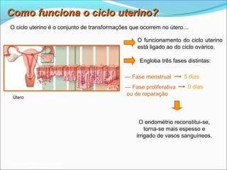 Como funciona o ciclo uterino?
O ciclo uterino é o conjunto de transformações que ocorrem no útero…

                                                O funcionamento do ciclo uterino
                                                está ligado ao do ciclo ovárico.

                                                 Engloba três fases distintas:

                                           — Fase menstrual        5 dias
                                           — Fase proliferativa     9 dias
                                           ou de reparação
 Útero




                                                 O endométrio reconstitui-se,
                                                    torna-se mais espesso e
                                                irrigado de vasos sanguíneos.



Planeta Terra — 9.º ano
 