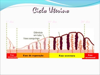 Ciclo Uterino
1º dia                           14º dia                    28º dia


                      Glândula
                      em tubo
             Vaso sanguíneo




   Fase      Fase de reparação             Fase secretora        Fase
 menstrual                                                     menstrual
 